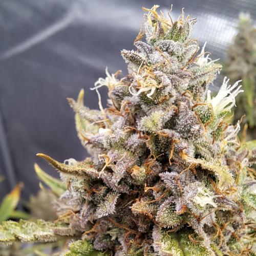 Berry Blues on the Roots for Venus. Week 11 - Day 77