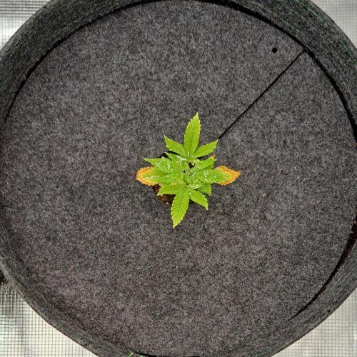 Purple Bananas spotted on Saturn. Week 3 - Day 16