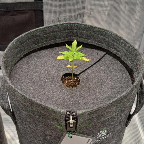 Purple Bananas spotted on Saturn. Week 3 - Day 16