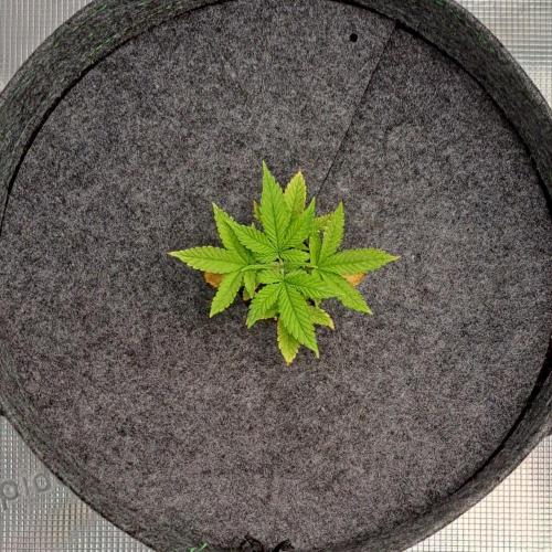 Purple Bananas spotted on Saturn. Week 3 - Day 21
