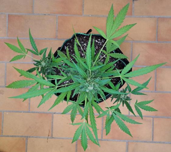 Super Boof on Earth. Week 12 - Day 78