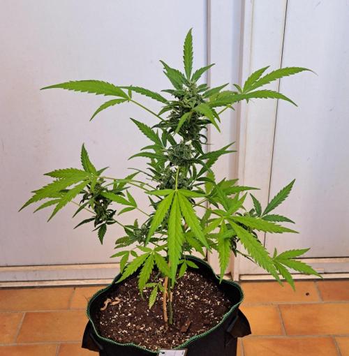 Super Boof on Earth. Week 12 - Day 78