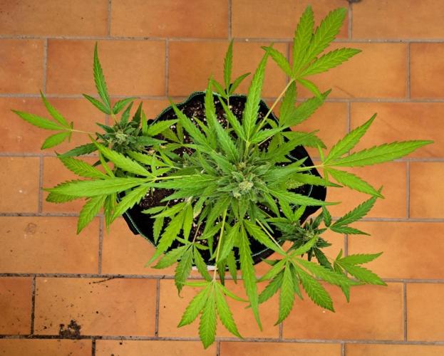 Super Boof on Earth. Week 12 - Day 81