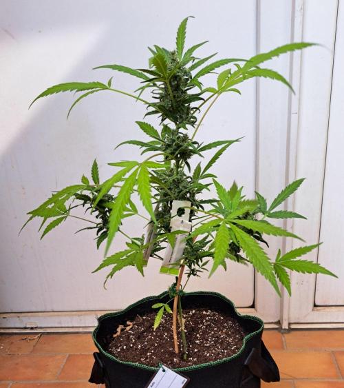 Super Boof on Earth. Week 12 - Day 81