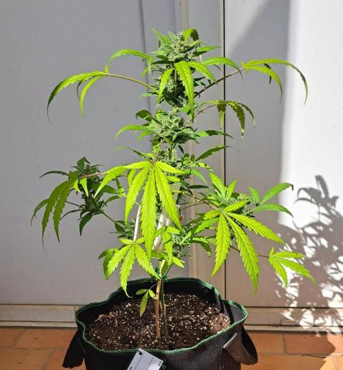 Super Boof on Earth. Week 12 - Day 84