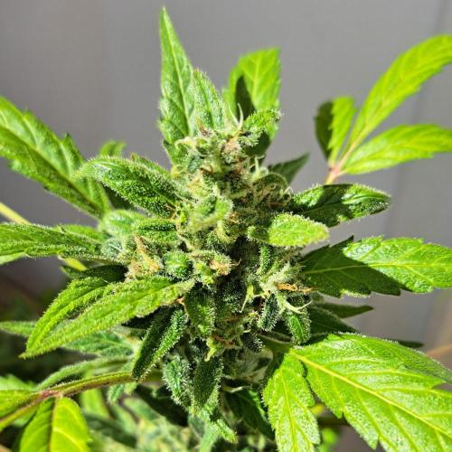 Super Boof on Earth. Week 12 - Day 84