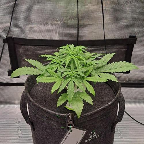 Fruity glue for Venus. Week 4 - Day 25