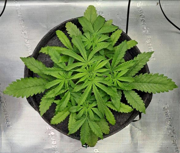 Fruity glue for Venus. Week 4 - Day 27