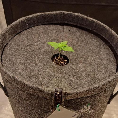 Red Velvet on Mars. Week 2 - Day 8