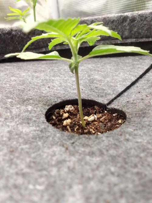Red Velvet on Mars. Week 2 - Day 9