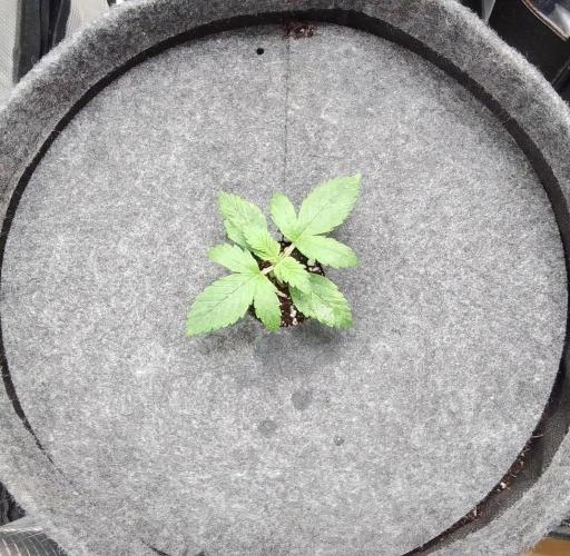 Red Velvet on Mars. Week 2 - Day 10