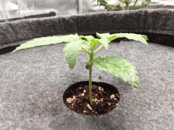 Red Velvet on Mars. Week 2 - Day 10