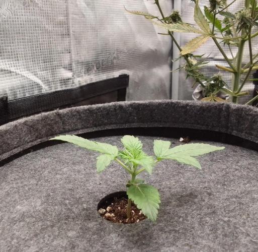 Red Velvet on Mars. Week 2 - Day 11