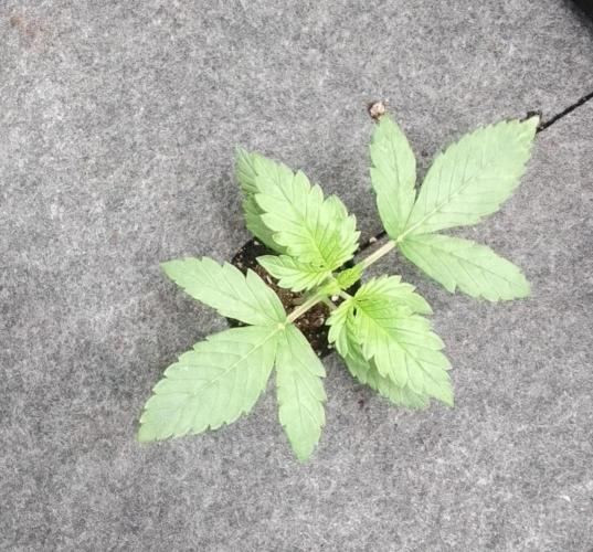 Red Velvet on Mars. Week 2 - Day 12