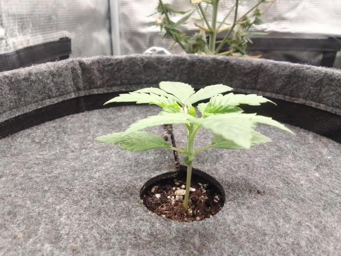 Red Velvet on Mars. Week 2 - Day 12