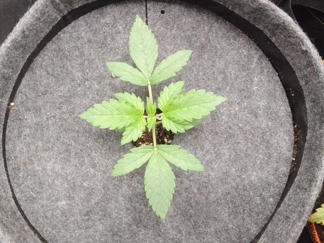 Red Velvet on Mars. Week 2 - Day 13