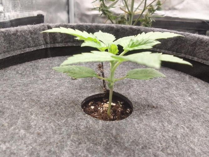 Red Velvet on Mars. Week 2 - Day 13