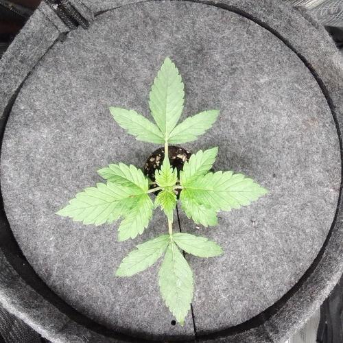 Red Velvet on Mars. Week 2 - Day 14