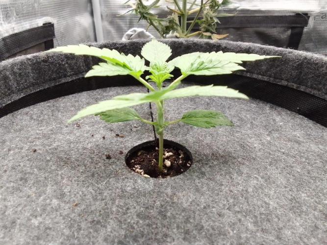 Red Velvet on Mars. Week 2 - Day 14