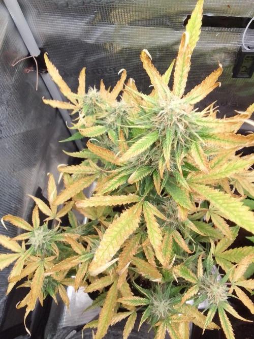 Purple skunks on Mars. Week 9 - Day 57