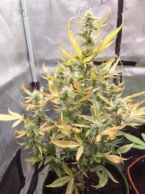 Purple skunks on Mars. Week 9 - Day 57