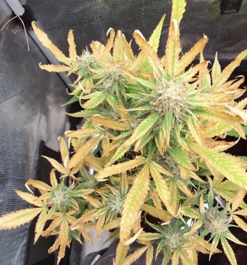 Purple skunks on Mars. Week 9 - Day 58