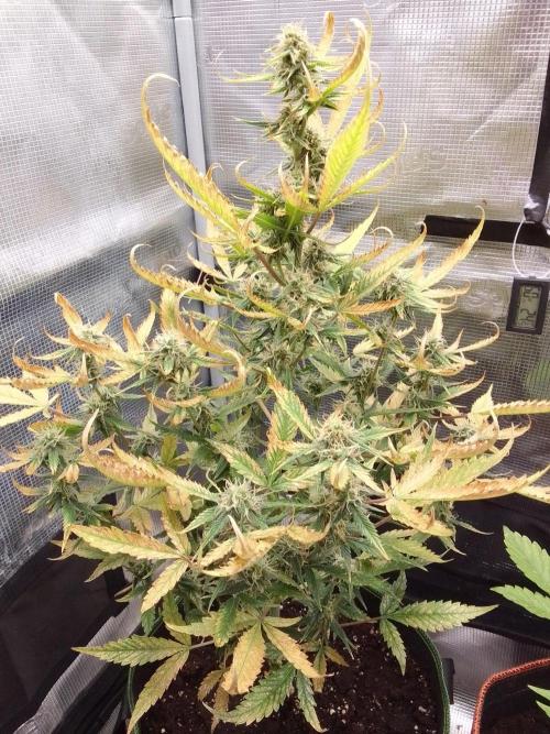 Purple skunks on Mars. Week 9 - Day 58