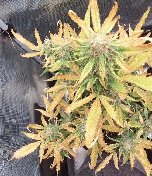 Purple skunks on Mars. Week 9 - Day 59