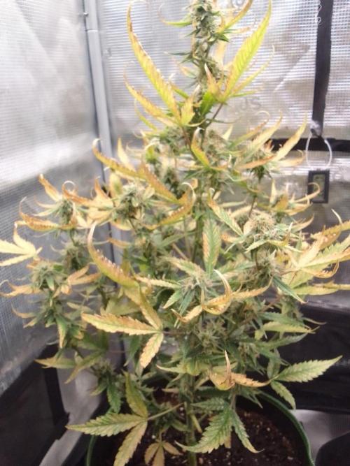 Purple skunks on Mars. Week 9 - Day 59
