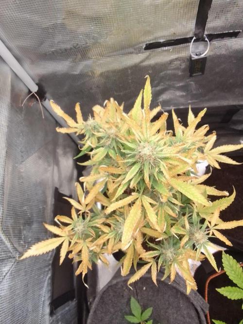 Purple skunks on Mars. Week 9 - Day 60