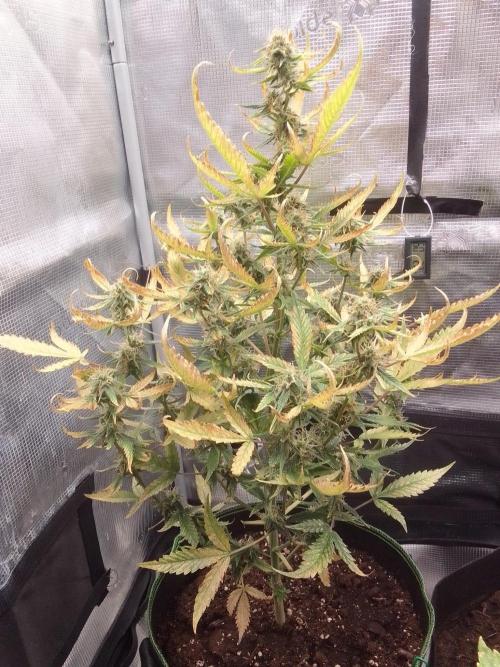 Purple skunks on Mars. Week 9 - Day 60