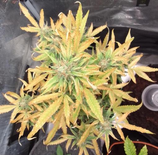 Purple skunks on Mars. Week 9 - Day 61