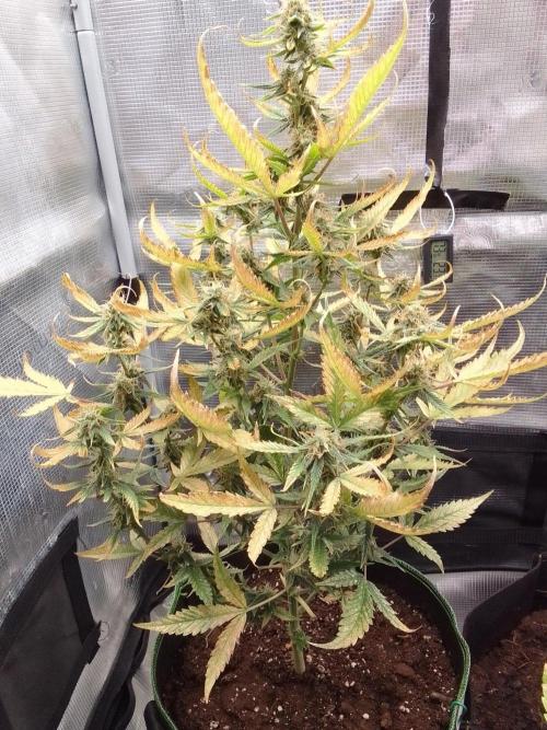 Purple skunks on Mars. Week 9 - Day 61