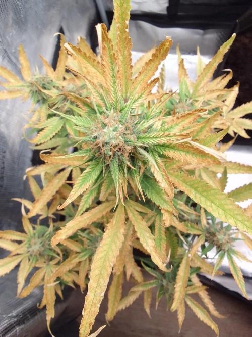 Purple skunks on Mars. Week 9 - Day 62