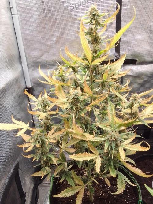 Purple skunks on Mars. Week 9 - Day 62