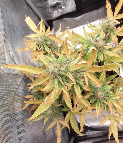 Purple skunks on Mars. Week 9 - Day 63