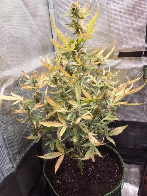 Purple skunks on Mars. Week 9 - Day 63