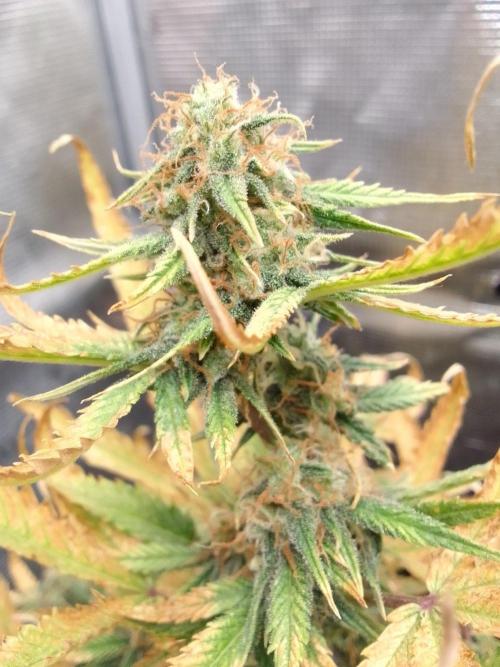 Purple Skunk Auto. Week 9