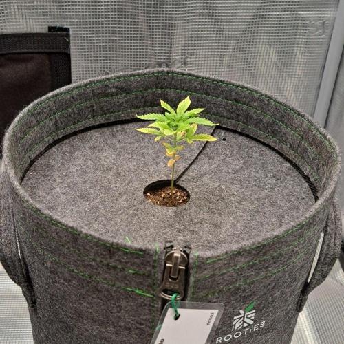 Tropicanna Cherry XL Auto. Week 3