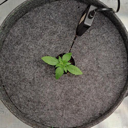 Saturn is super boofing. Week 2 - Day 9