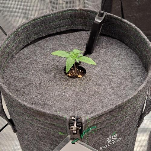 Saturn is super boofing. Week 2 - Day 9
