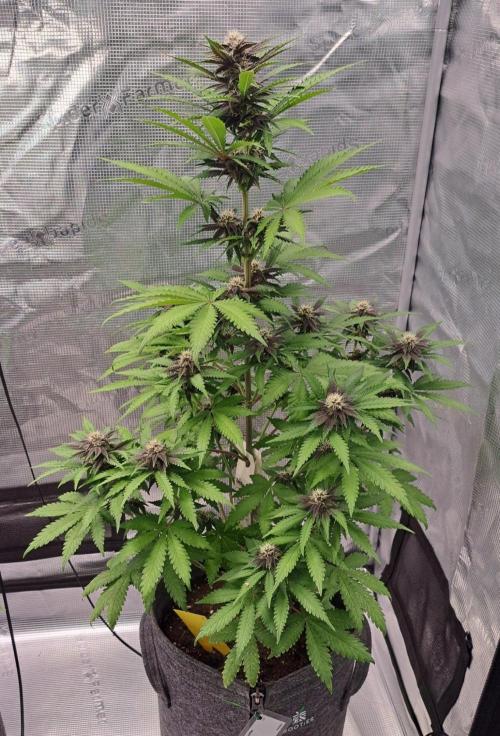 Venus on the trail of the red poison. Week 7 - Day 44