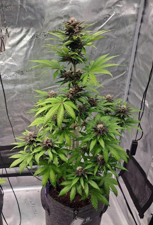 Venus on the trail of the red poison. Week 7 - Day 48