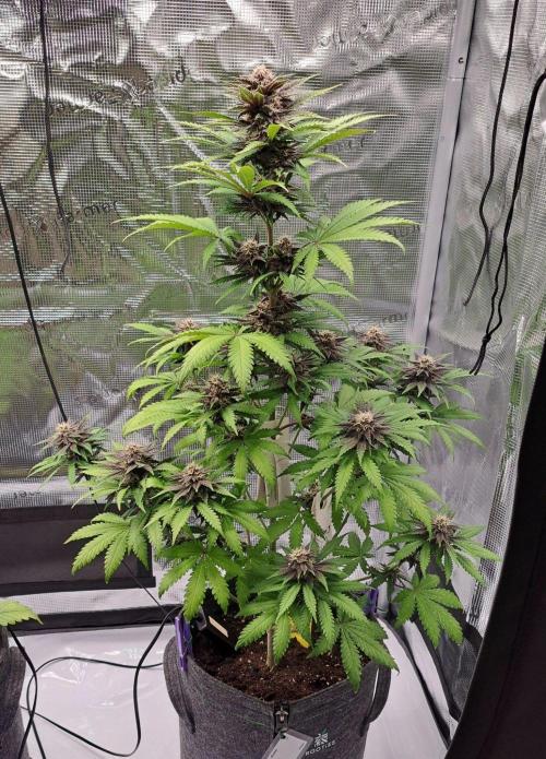 Venus on the trail of the red poison. Week 7 - Day 49