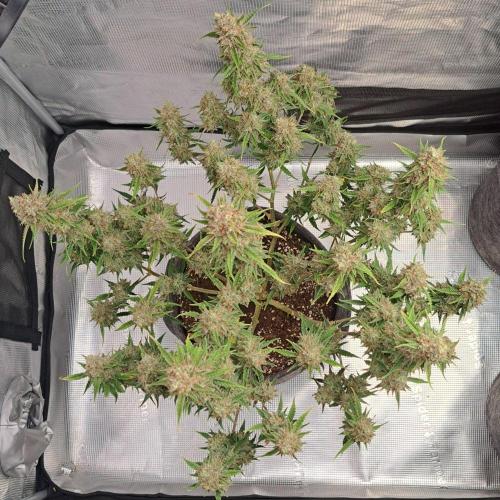 Berry Blues on the Roots for Venus. Week 12 - Day 80