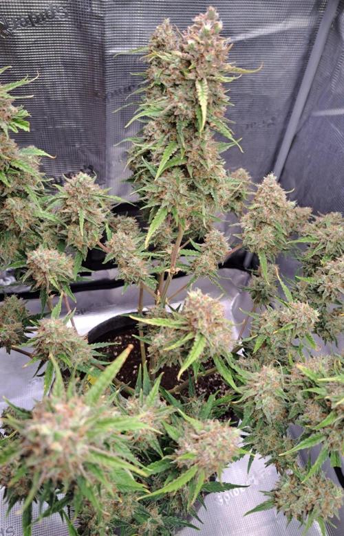 Berry Blues on the Roots for Venus. Week 12 - Day 80