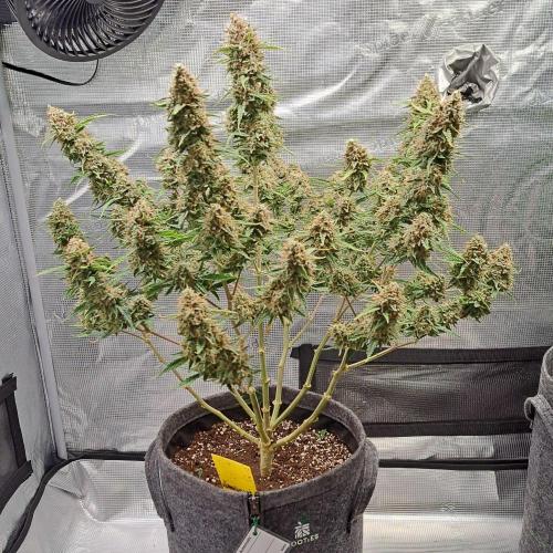 Berry Blues on the Roots for Venus. Week 12 - Day 80