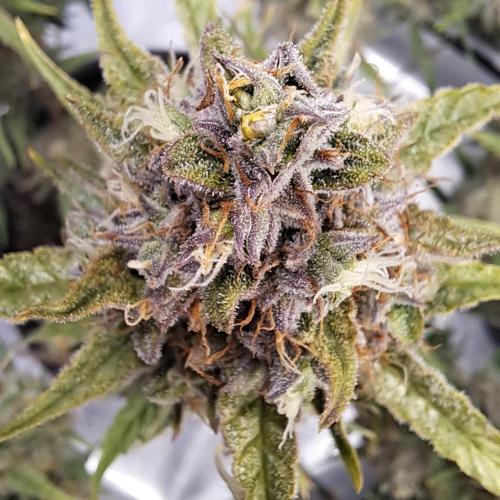 Berry Blues on the Roots for Venus. Week 12 - Day 80