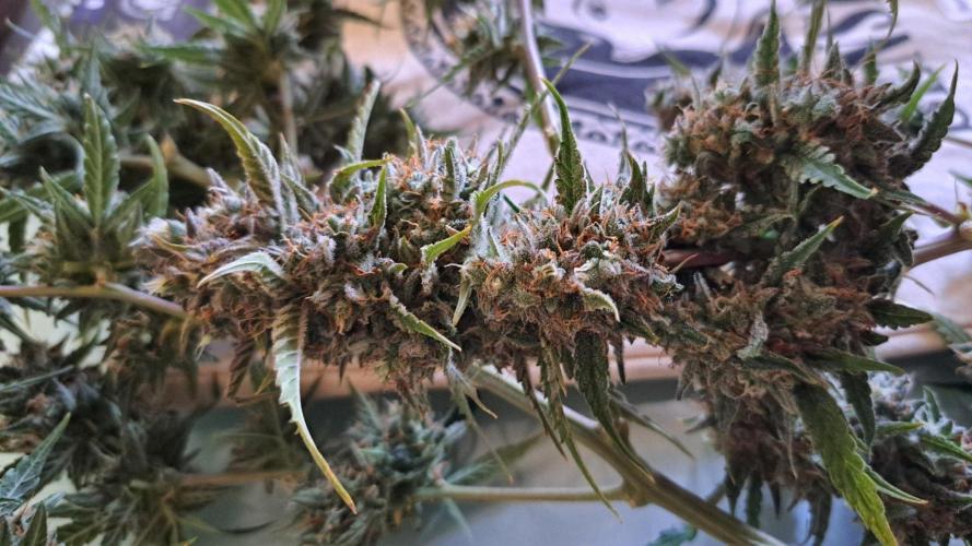 Berry Blues on the Roots for Venus. Week 12 - Day 80