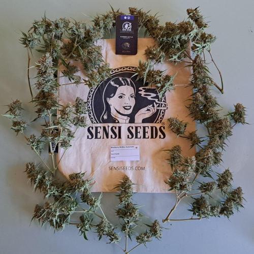 Berry Blues on the Roots for Venus. Week 12 - Day 80